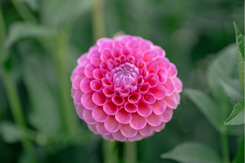 Dahlia 'Jowey Frambo'